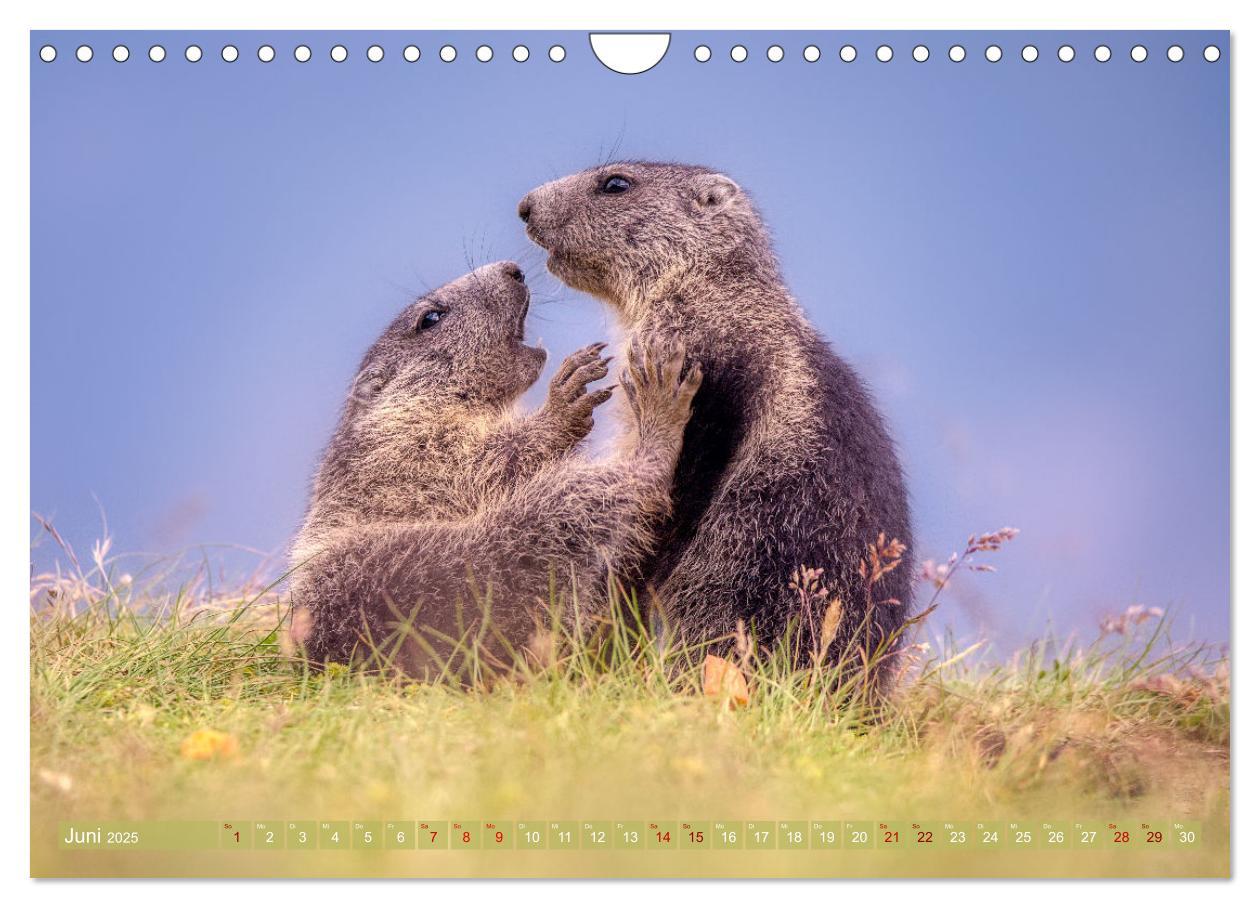 Bild: 9783457163948 | Tiere der Alpen - Murmeltier-Kinder (Wandkalender 2025 DIN A4...