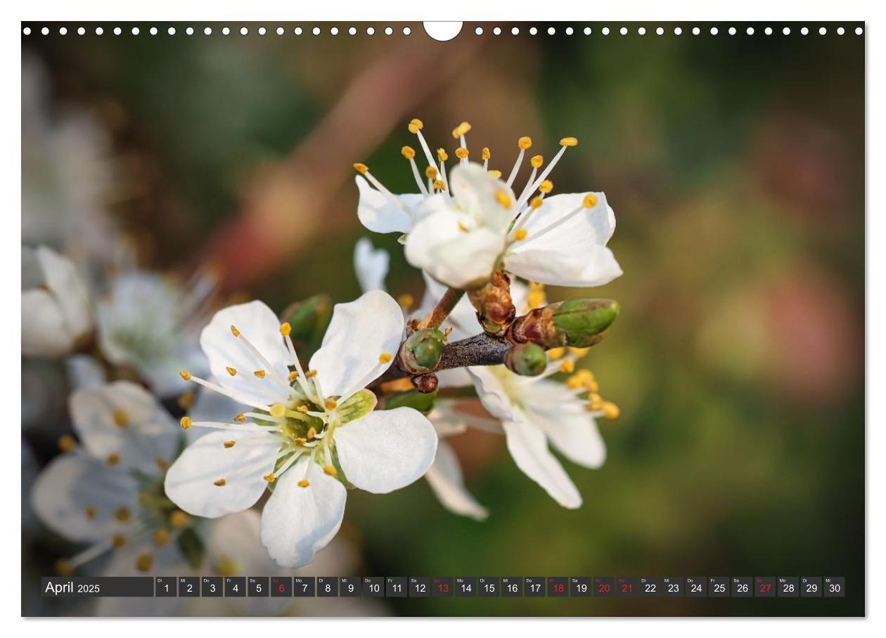 Bild: 9783383999376 | Makrowelt - Blumen und Insekten im Fokus (Wandkalender 2025 DIN A3...