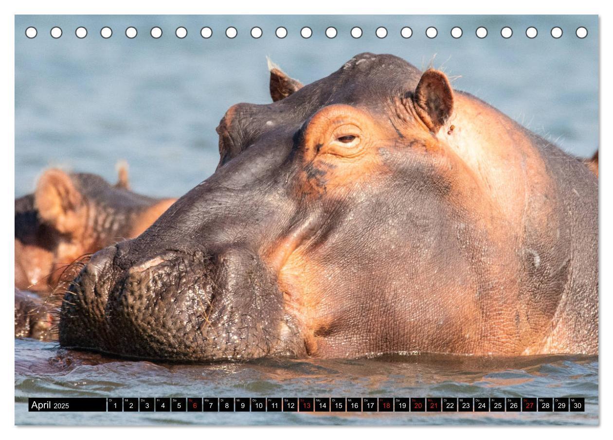 Bild: 9783435298242 | Hippos im südlichen Afrika (Tischkalender 2025 DIN A5 quer),...