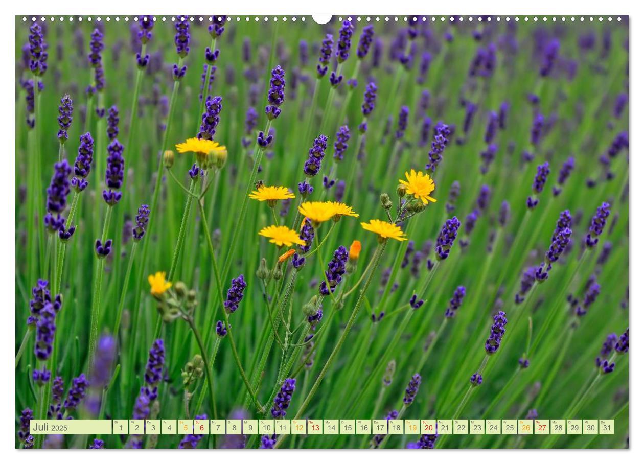 Bild: 9783435473083 | Blumenwiesen ¿ ein blütenzauberhaftes Jahr (Wandkalender 2025 DIN...