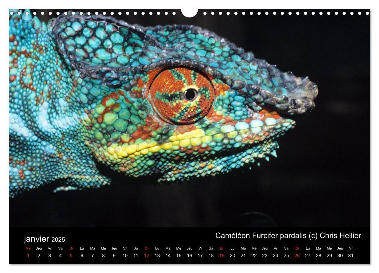 Bild: 9781325954407 | Caméléons - Petits dragons d'Afrique. (Calendrier mural 2025 DIN A3...