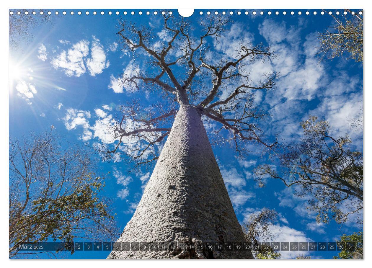 Bild: 9783435277889 | Zauberwald Ifaty · Traumhafte Baobabs in Madagaskar (Wandkalender...