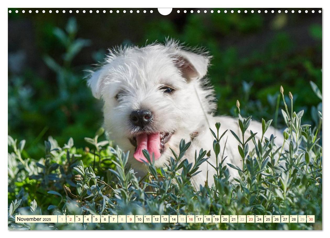 Bild: 9783435462612 | Kobold auf 4 Pfoten - West Highland White Terrier (Wandkalender...