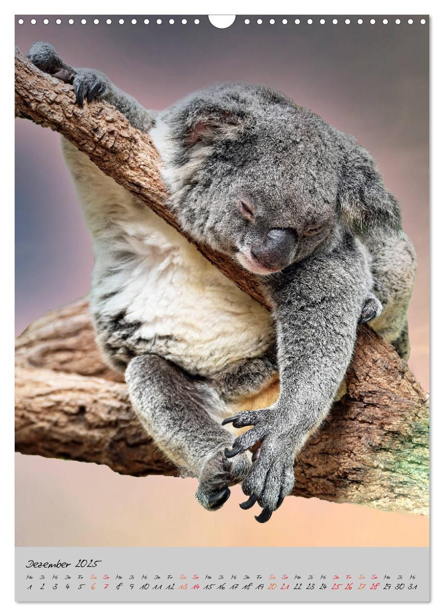 Bild: 9783435950249 | Koala, kleiner Bär (Wandkalender 2025 DIN A3 hoch), CALVENDO...