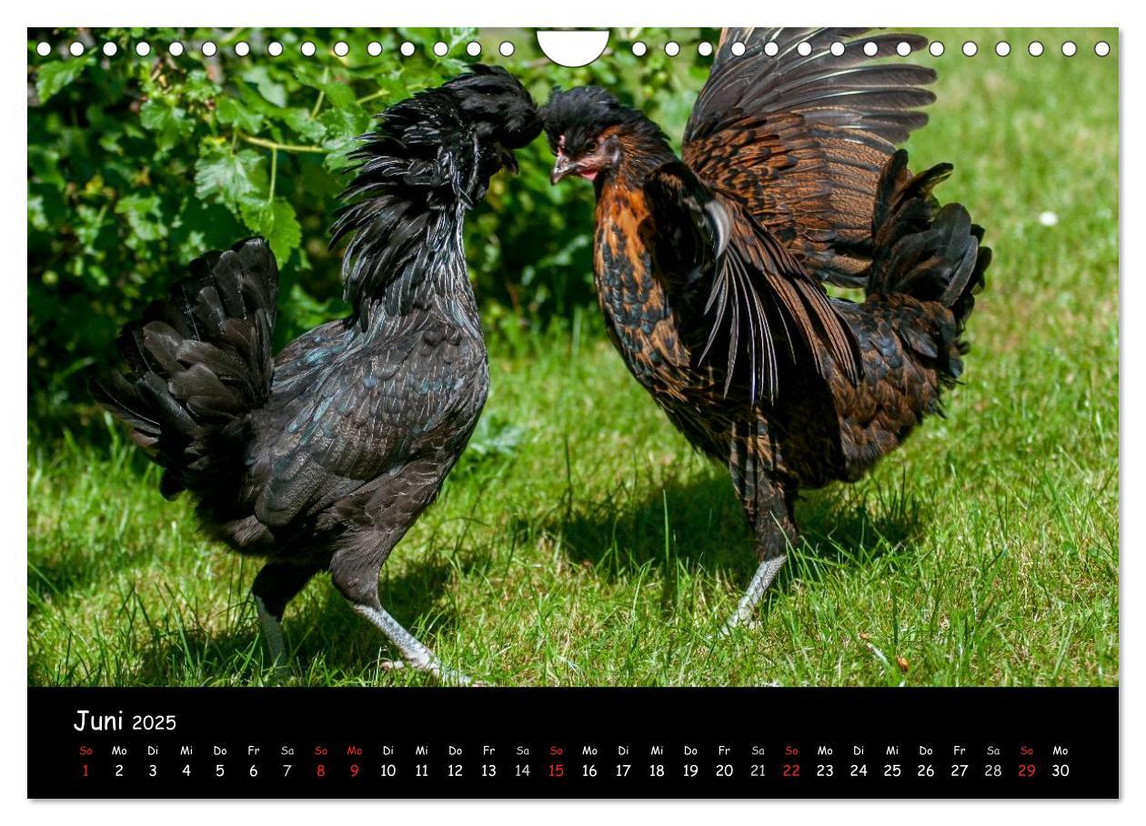 Bild: 9783435564101 | Gartenhühner (Wandkalender 2025 DIN A4 quer), CALVENDO Monatskalender