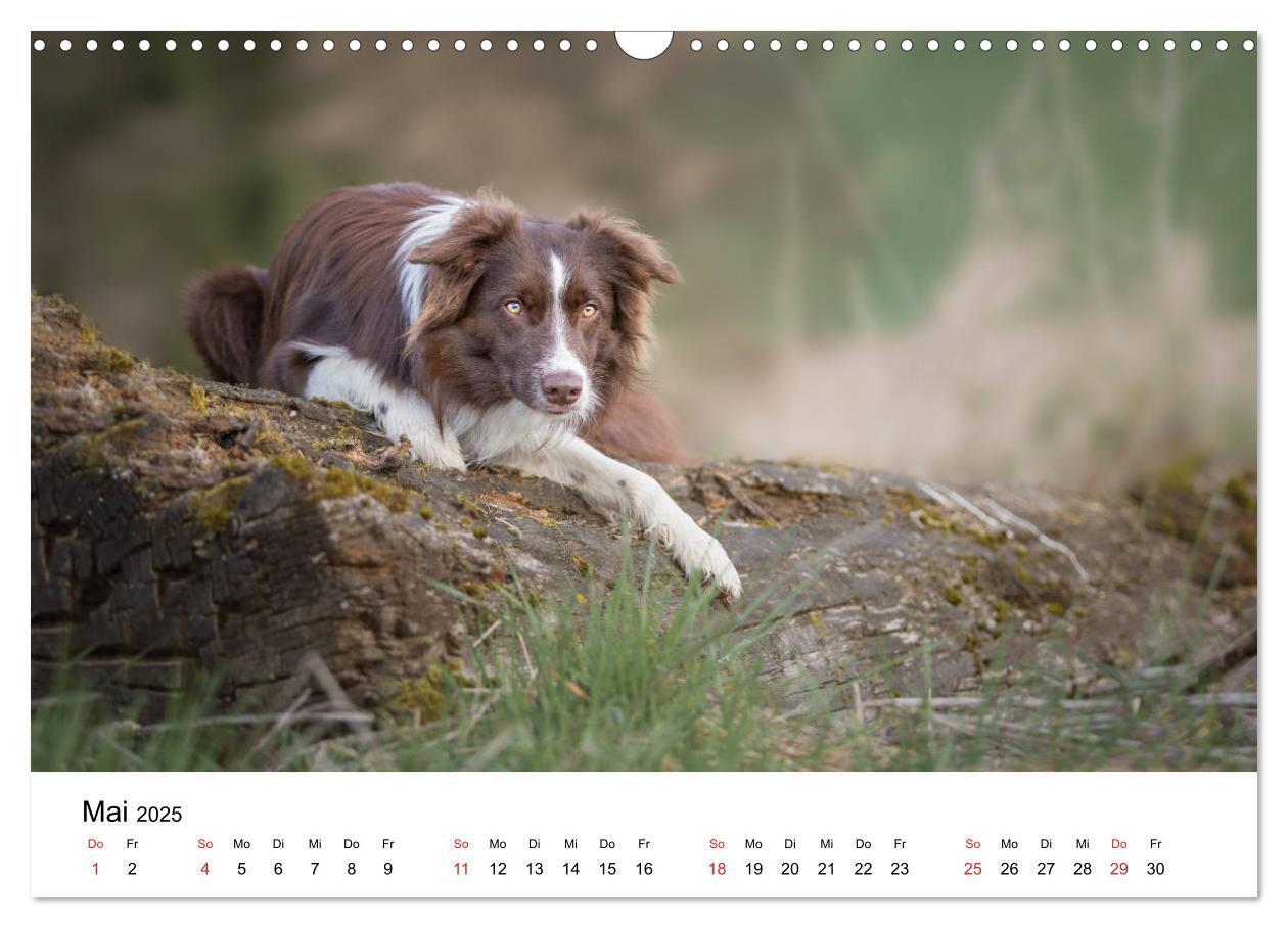 Bild: 9783435191383 | Border Collie - Bunt und clever! (Wandkalender 2025 DIN A3 quer),...