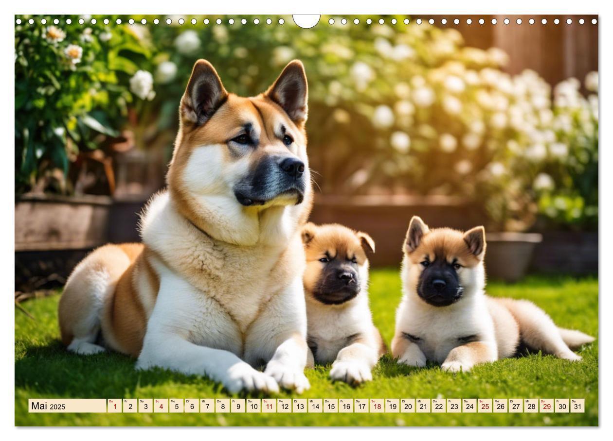 Bild: 9783457071663 | Akita Inu - Inbegriff der Treue (Wandkalender 2025 DIN A3 quer),...