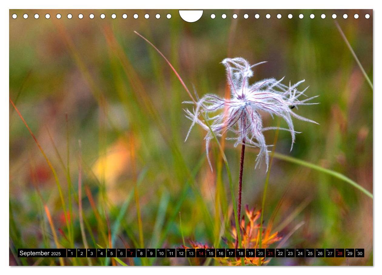 Bild: 9783435724666 | Meine 12 schönsten Alpenblumen (Wandkalender 2025 DIN A4 quer),...