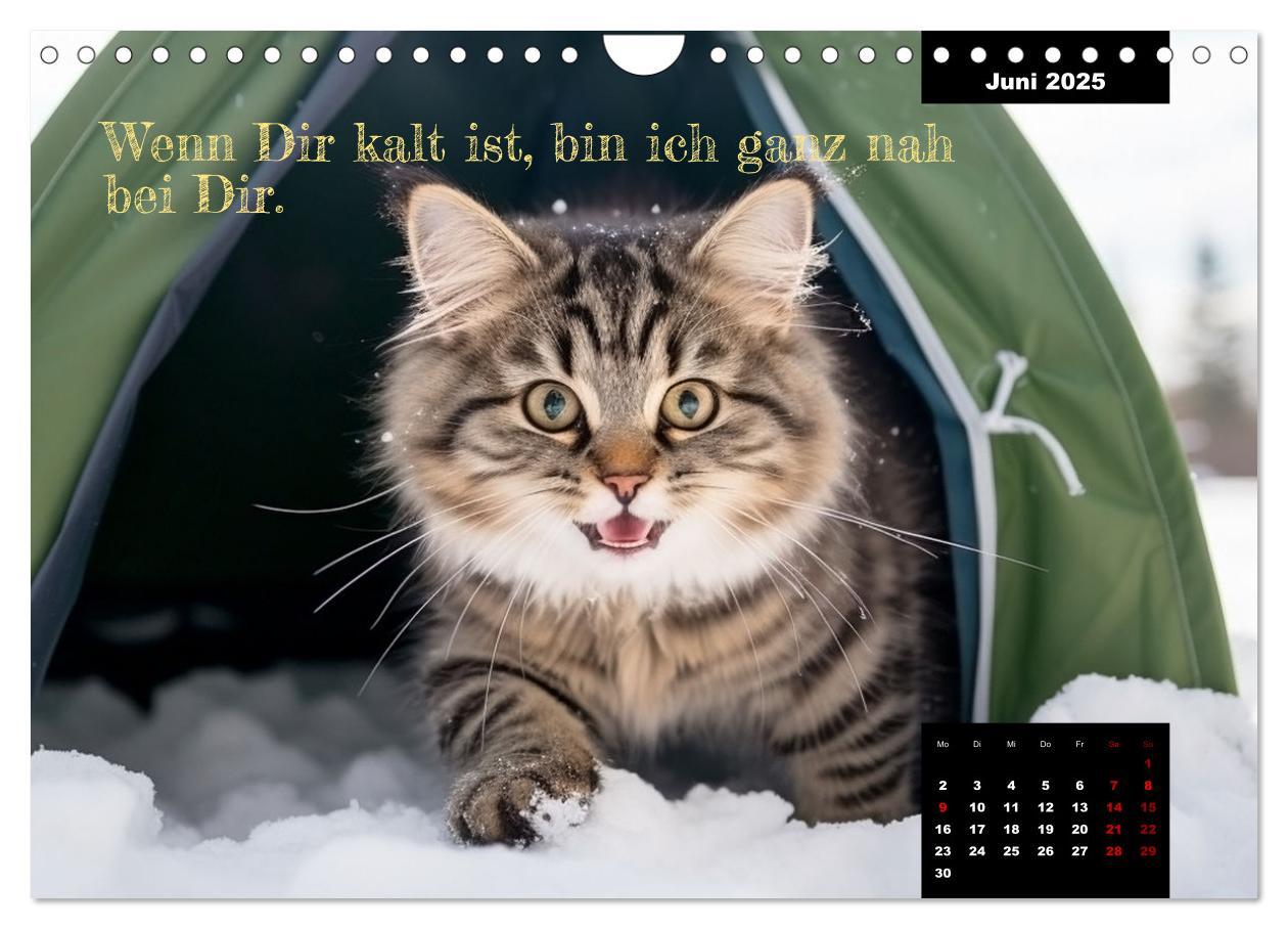 Bild: 9783383834912 | Katzen können alles, außer traurig. (Wandkalender 2025 DIN A4...