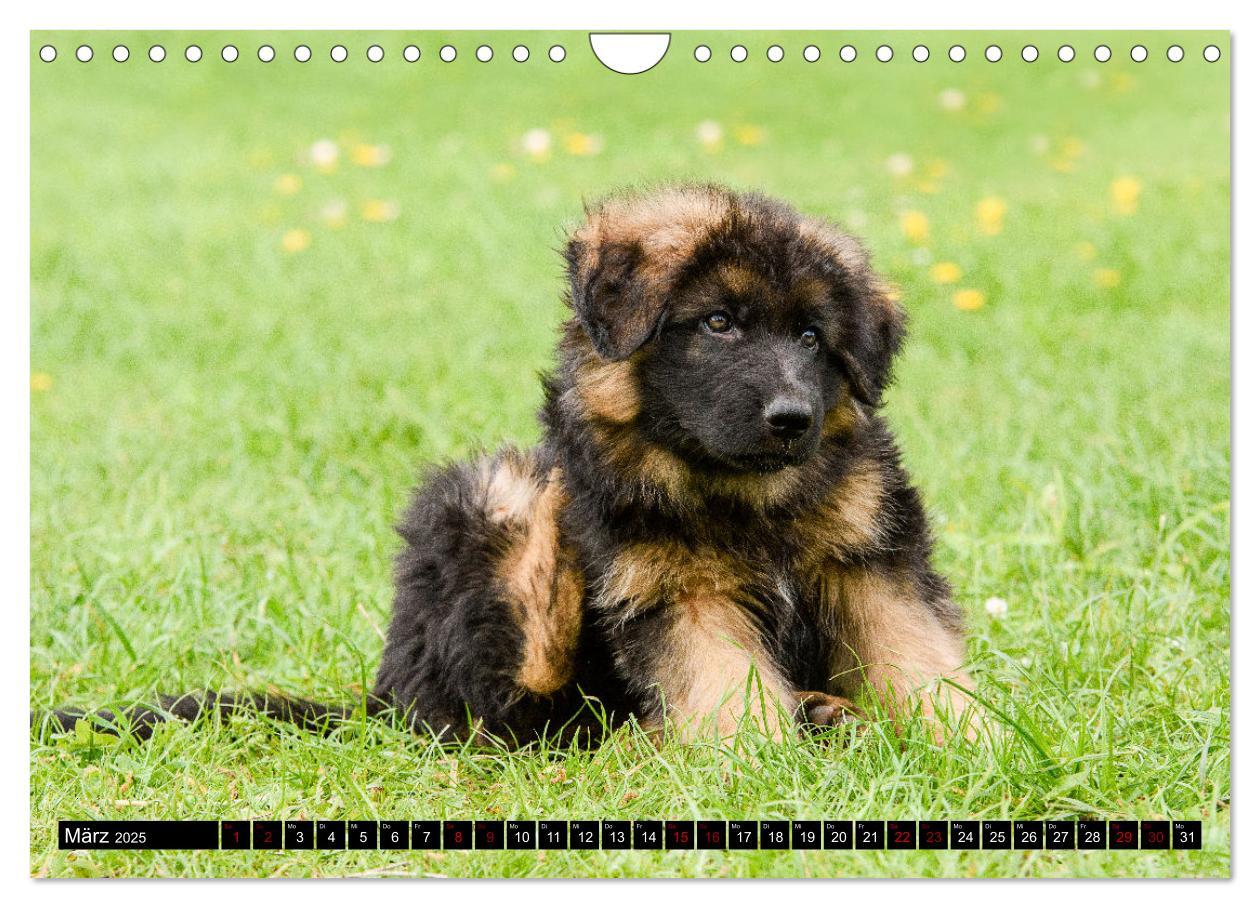 Bild: 9783383860904 | Langstockhaar - Schäferhund - Babys (Wandkalender 2025 DIN A4...