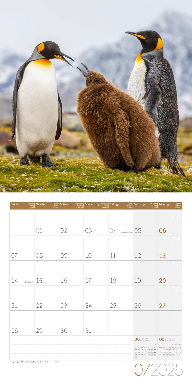 Bild: 9783838445250 | Pinguine Kalender 2025 - 30x30 | Ackermann Kunstverlag | Kalender