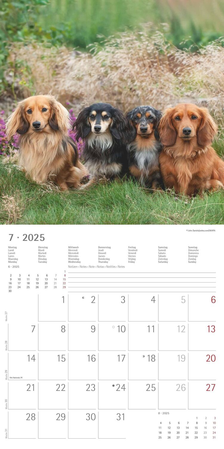 Bild: 4251732343033 | Dackel 2025 - Broschürenkalender 30x30 cm (30x60 geöffnet) -...