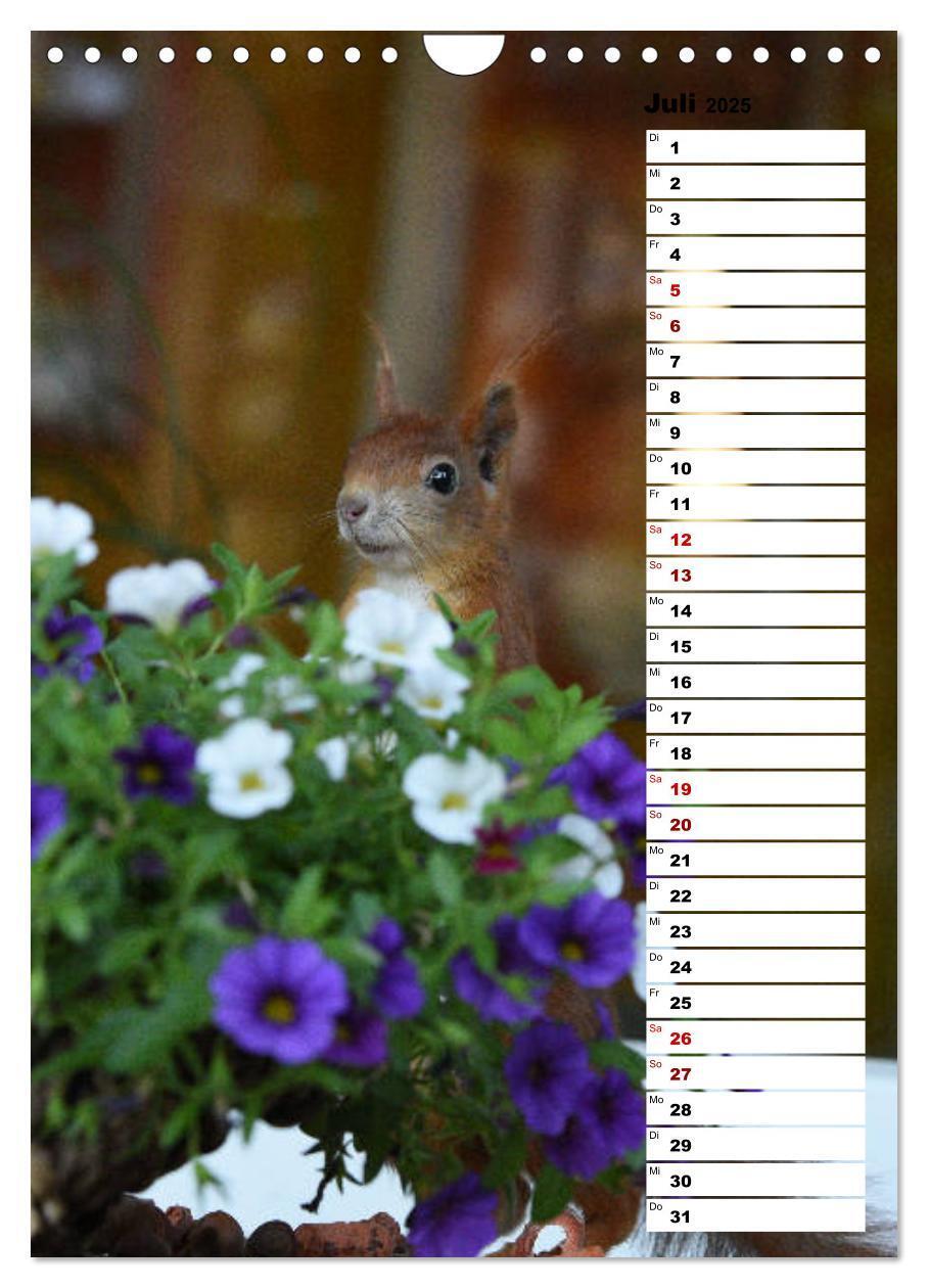 Bild: 9783435985302 | Eichhörnchen - kleine Tiere, große Liebe (Wandkalender 2025 DIN A4...