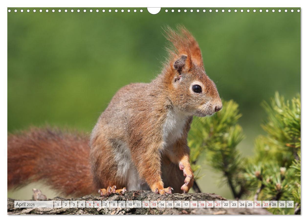 Bild: 9783435566723 | Besondere Augenblicke mit Eichhörnchen (Wandkalender 2025 DIN A3...