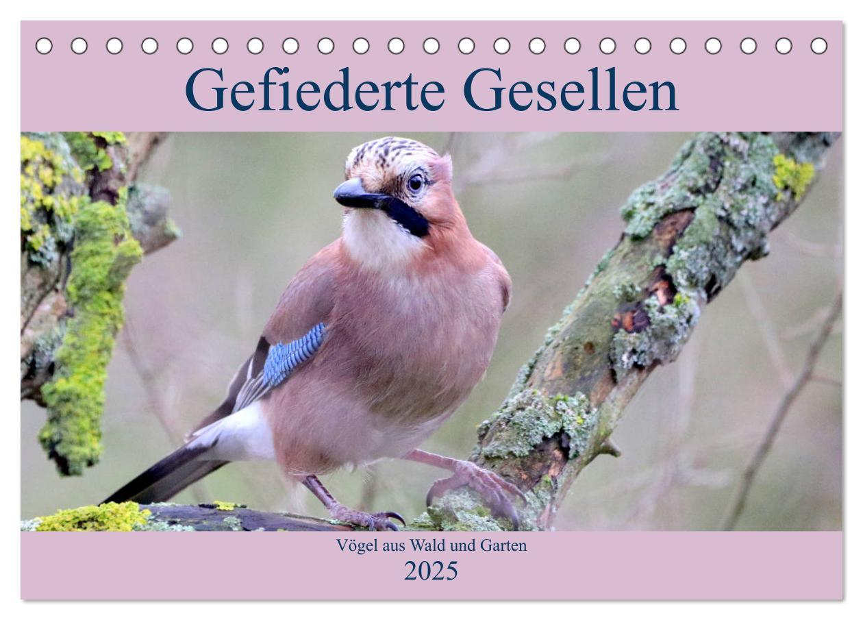 Cover: 9783435147212 | Gefiederte Gesellen - Vögel aus Wald und Garten (Tischkalender 2025...