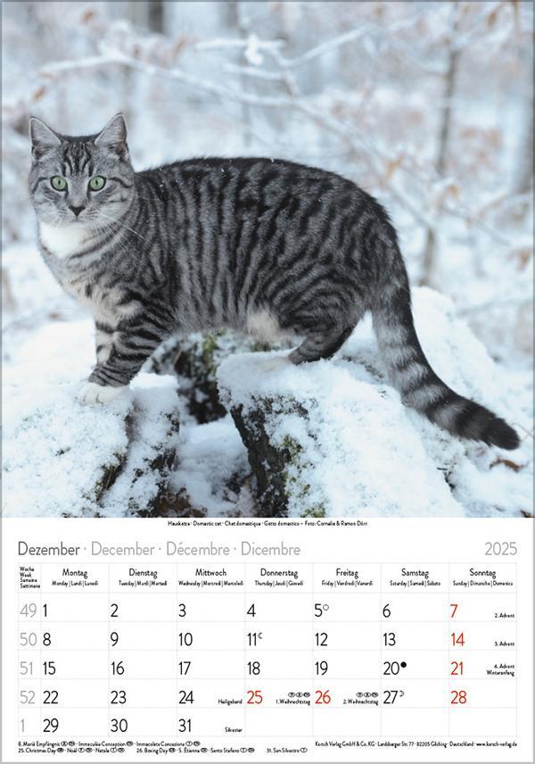 Bild: 9783731876168 | Katzen 2025 | Verlag Korsch | Kalender | Spiralbindung | 13 S. | 2025