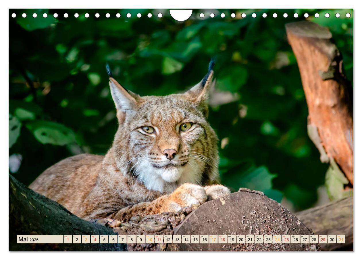 Bild: 9783435118601 | Raubkatze Luchs (Wandkalender 2025 DIN A4 quer), CALVENDO...