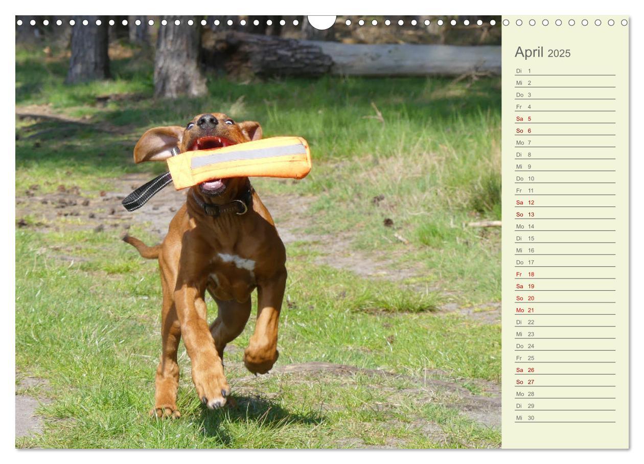 Bild: 9783383937415 | Rhodesian Ridgeback - Jung, wild, zuckersüß (Wandkalender 2025 DIN...