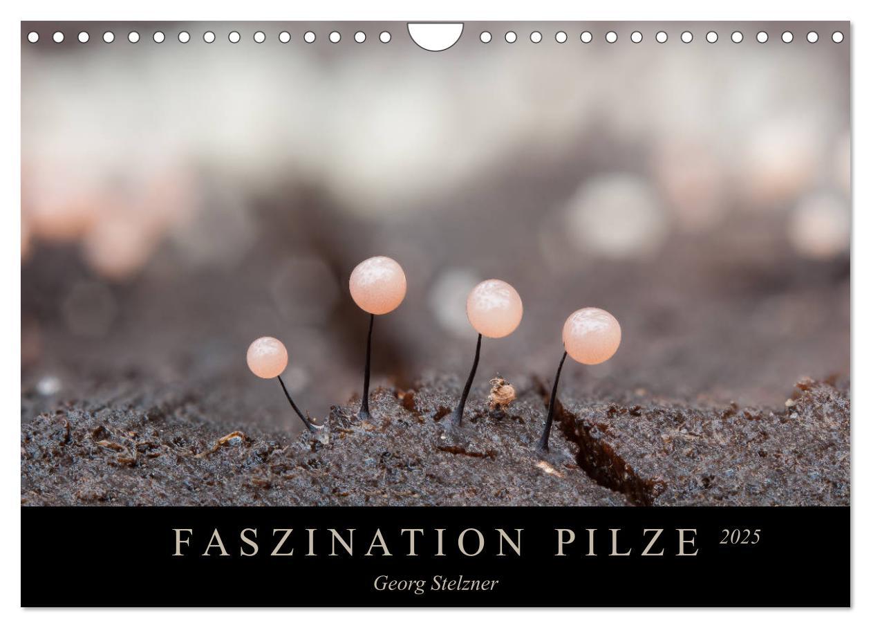 Cover: 9783435393626 | FASZINATION PILZE 2025 (Wandkalender 2025 DIN A4 quer), CALVENDO...