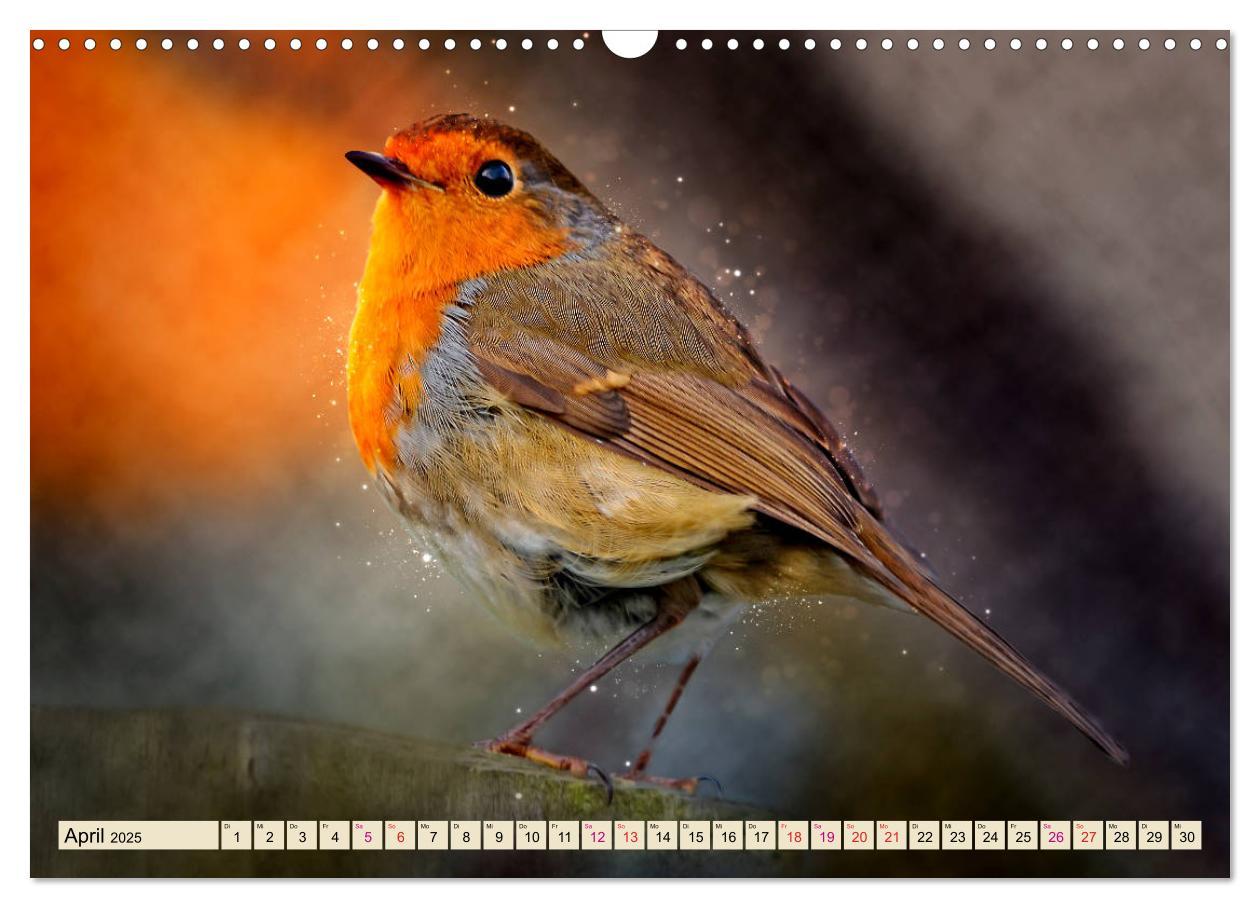 Bild: 9783435333646 | Bei uns im Garten - Rotkehlchen (Wandkalender 2025 DIN A3 quer),...