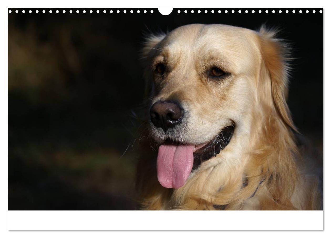 Bild: 9783435840663 | Golden Retriever Power (Wandkalender 2025 DIN A3 quer), CALVENDO...