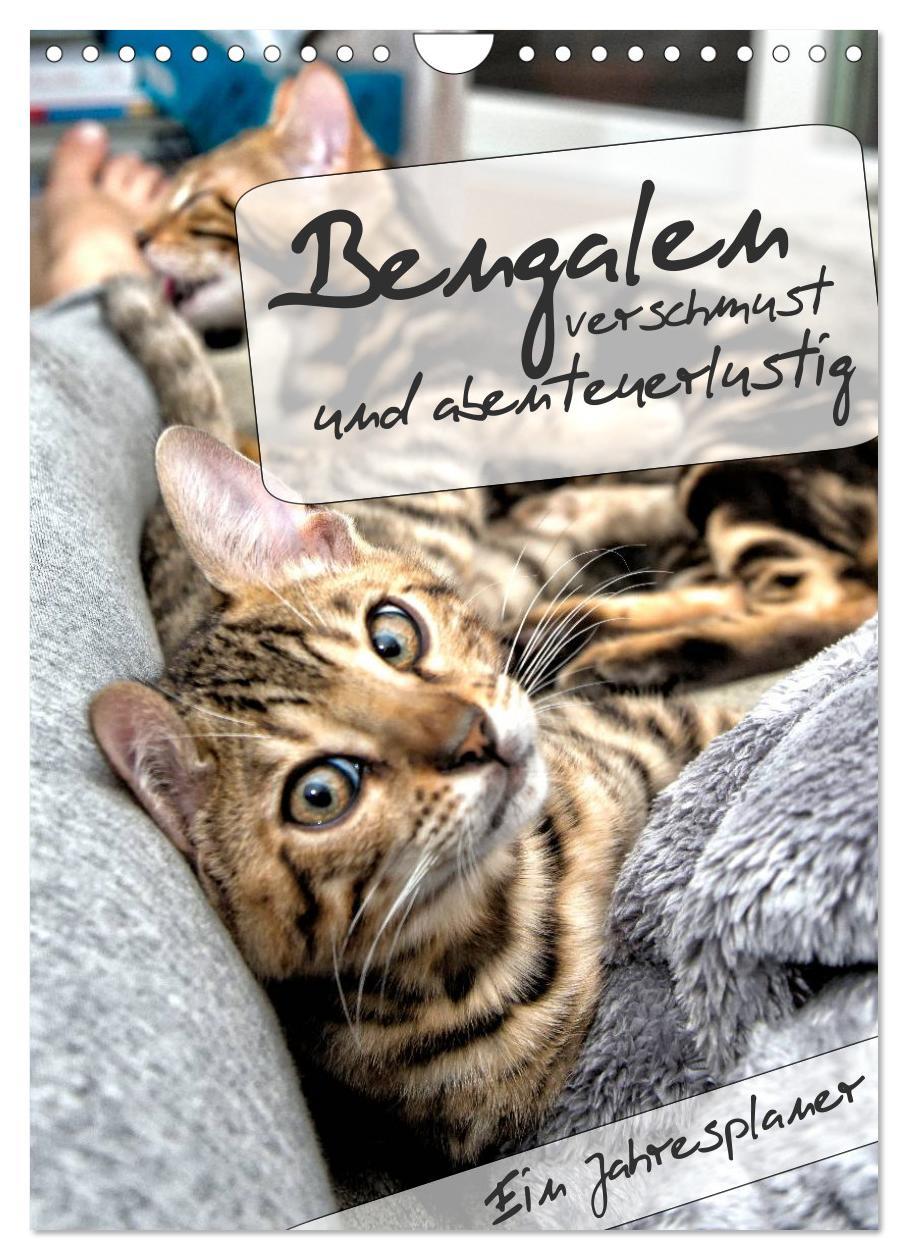 Cover: 9783435993314 | Bengalen - verschmust und abenteuerlustig (Wandkalender 2025 DIN A4...