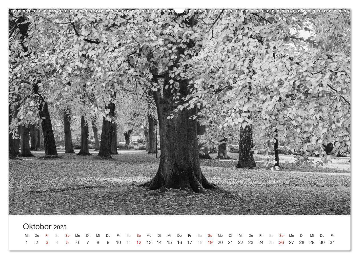 Bild: 9783435659999 | Bäume - Naturschönheiten in schwarz-weiß (Wandkalender 2025 DIN A2...