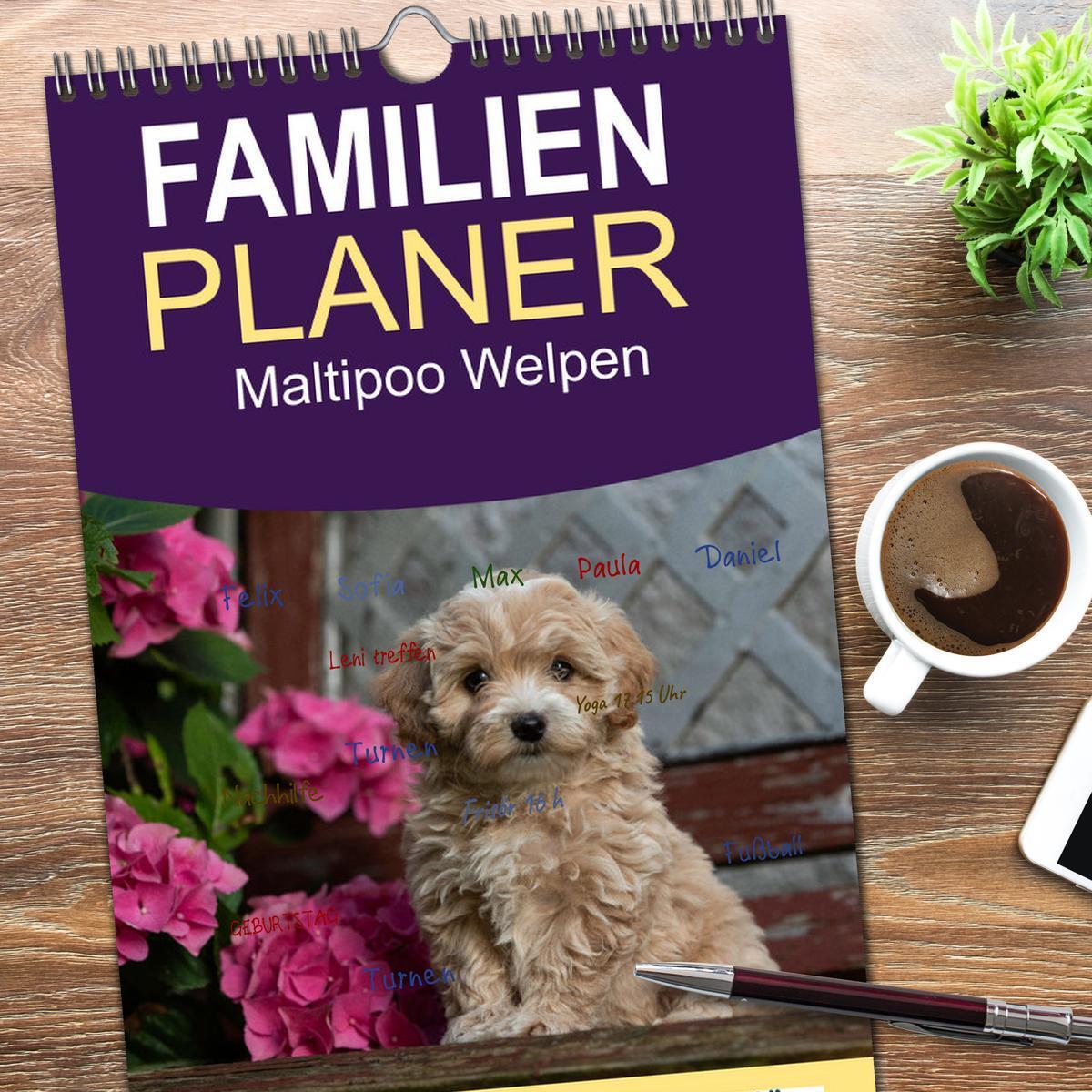 Bild: 9783457102107 | Familienplaner 2025 - Maltipoo Welpen mit 5 Spalten (Wandkalender,...