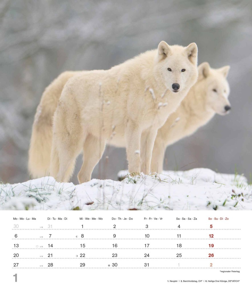 Bild: 4251732342166 | Alpha Edition - Mythos Wolf 2025 Bildkalender, 30,x34cm, Kalender...