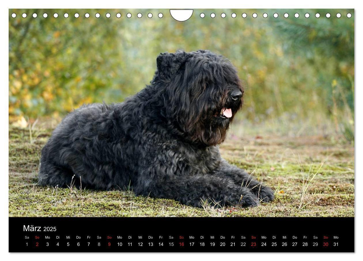 Bild: 9783435748402 | Bouvier des Flandres (Wandkalender 2025 DIN A4 quer), CALVENDO...