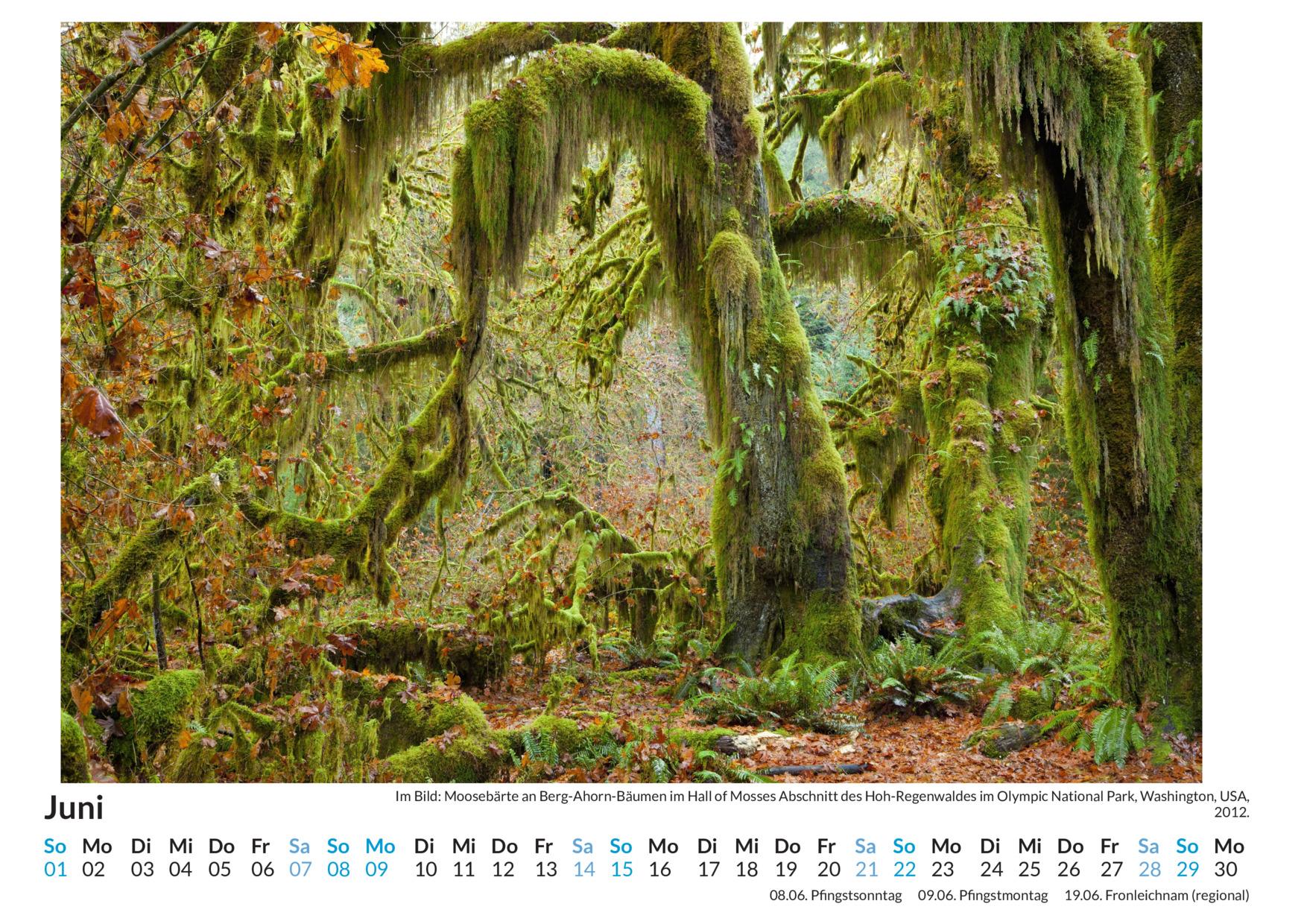 Bild: 9783759122018 | Regenwälder - (Wandkalender 2025, Kalender DIN A4 quer,...