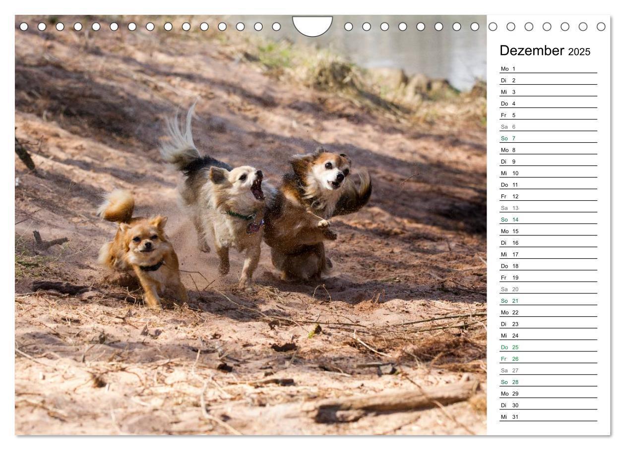 Bild: 9783435557295 | Chihuahuas - kleine Herzensbrecher (Wandkalender 2025 DIN A4 quer),...