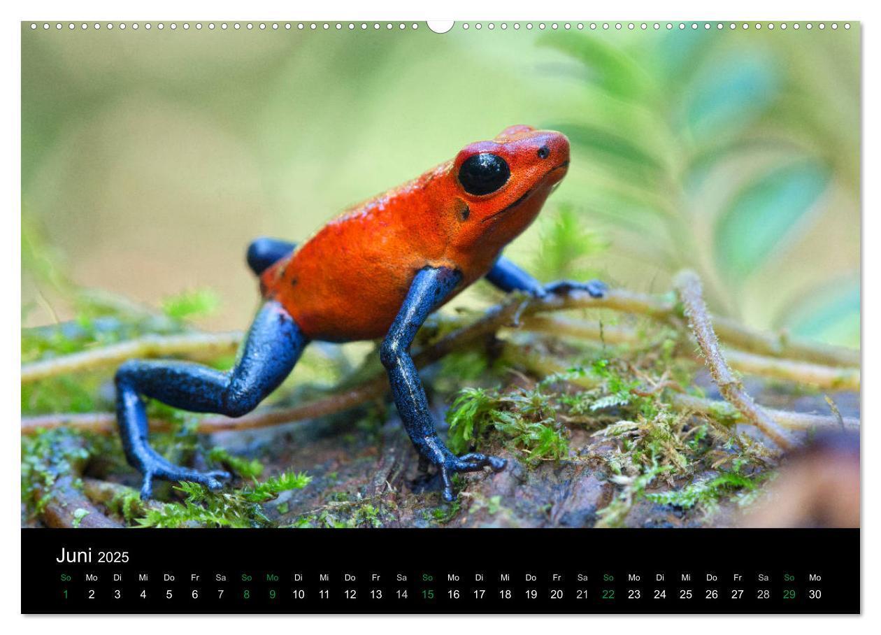 Bild: 9783435490752 | Costa Rica - Faszination Frösche (Wandkalender 2025 DIN A2 quer),...