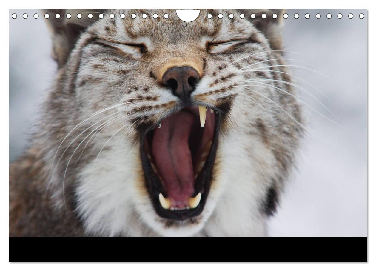 Bild: 9783435736645 | Der Luchs (Wandkalender 2025 DIN A4 quer), CALVENDO Monatskalender