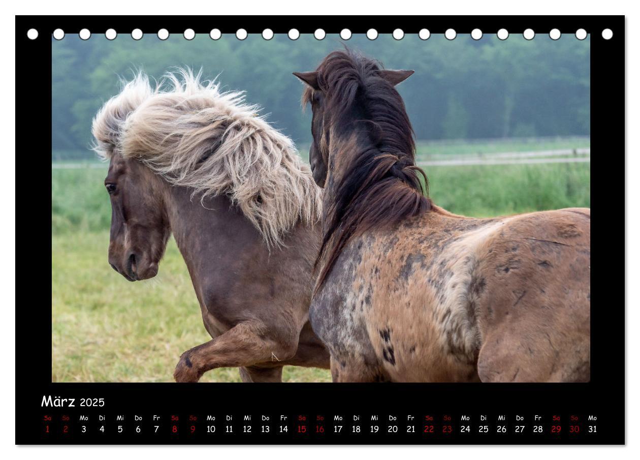 Bild: 9783435046331 | Charakterstarke Islandpferde (Tischkalender 2025 DIN A5 quer),...