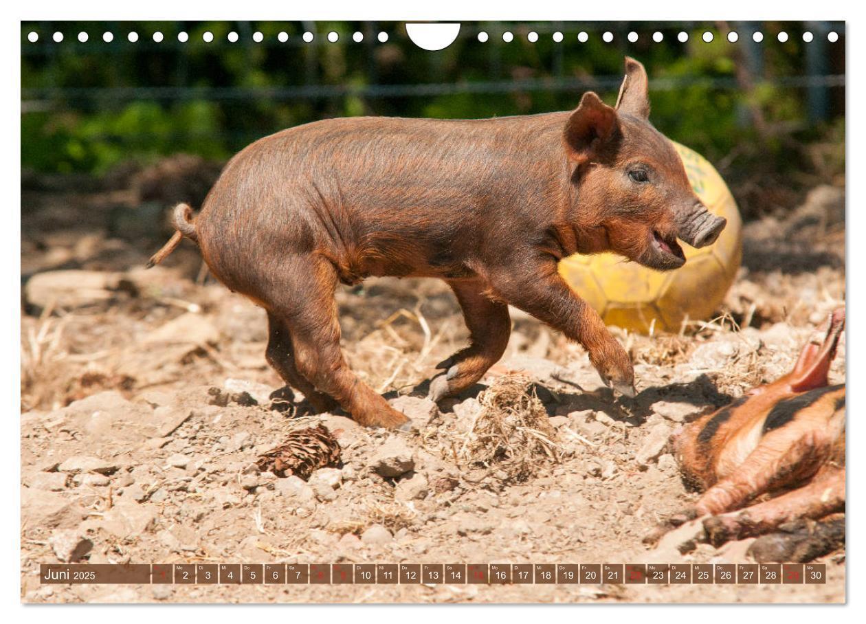 Bild: 9783435196210 | Glückliche Schweine Berkshire-Iberico Ferkel (Wandkalender 2025 DIN...