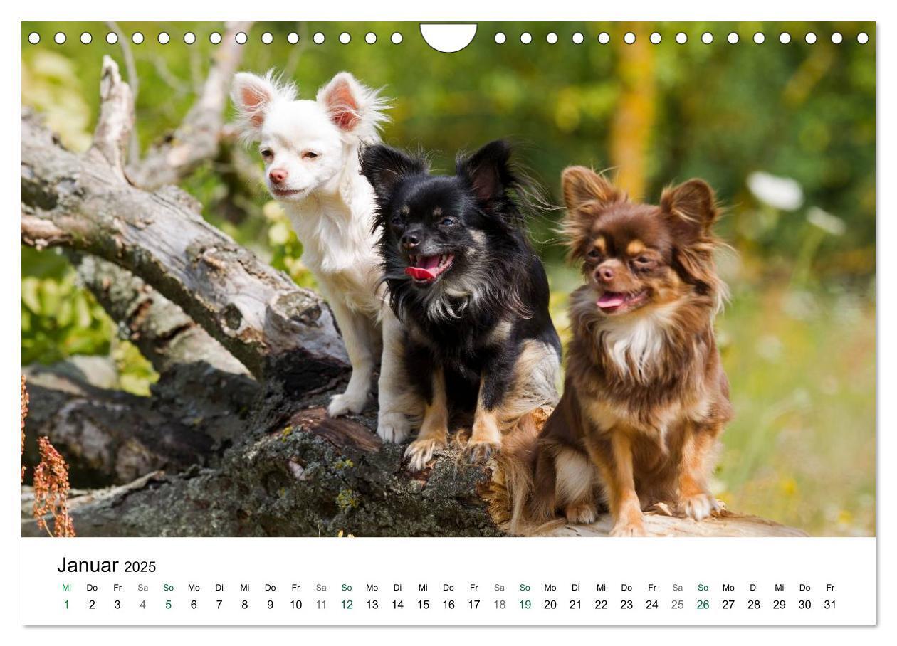 Bild: 9783435772810 | Chihuahuas - kleine Herzensbrecher (Wandkalender 2025 DIN A4 quer),...