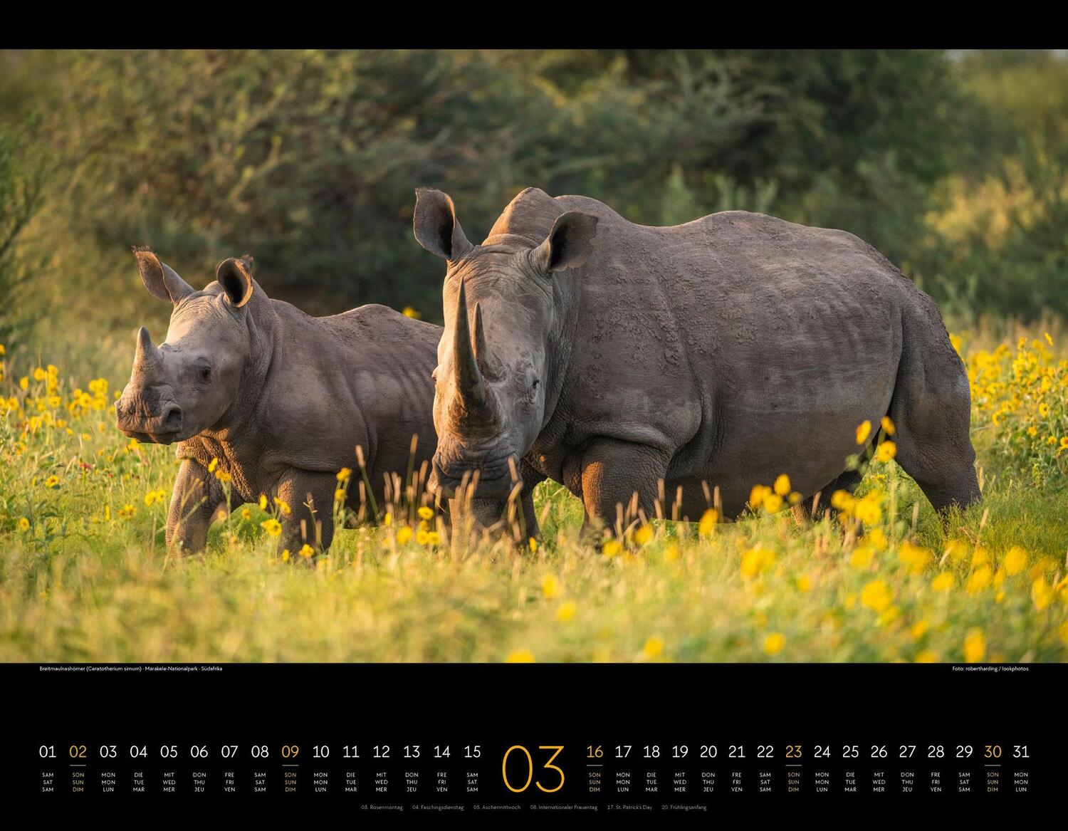 Bild: 9783838425900 | Wildes Afrika Kalender 2025 | Ackermann Kunstverlag | Kalender | 14 S.