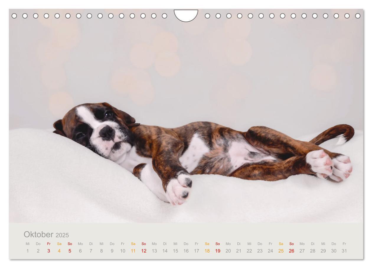 Bild: 9783457226100 | Boxer Welpen einfach zuckersüß (Wandkalender 2025 DIN A4 quer),...