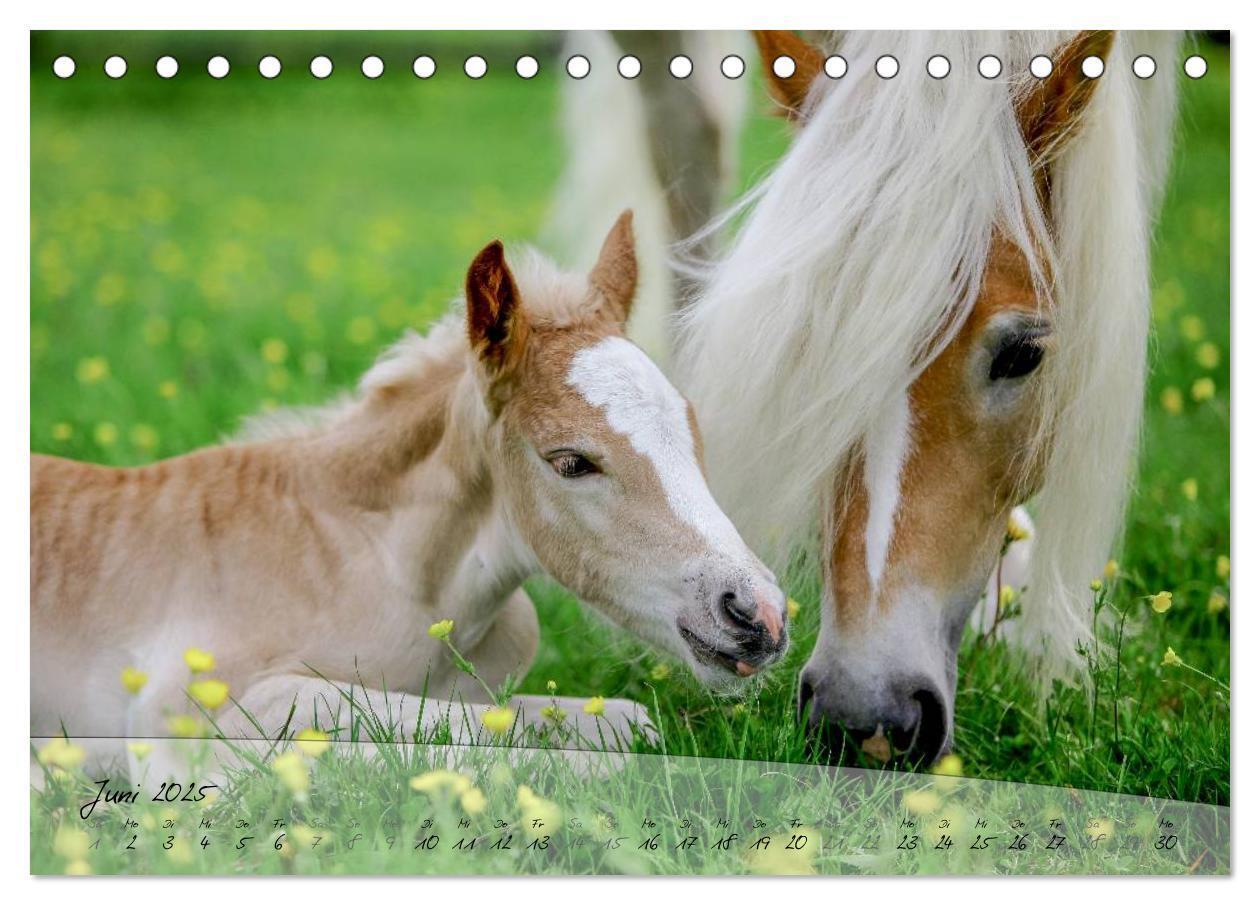 Bild: 9783435504121 | Haflinger-Pferde in Reinzucht (Tischkalender 2025 DIN A5 quer),...