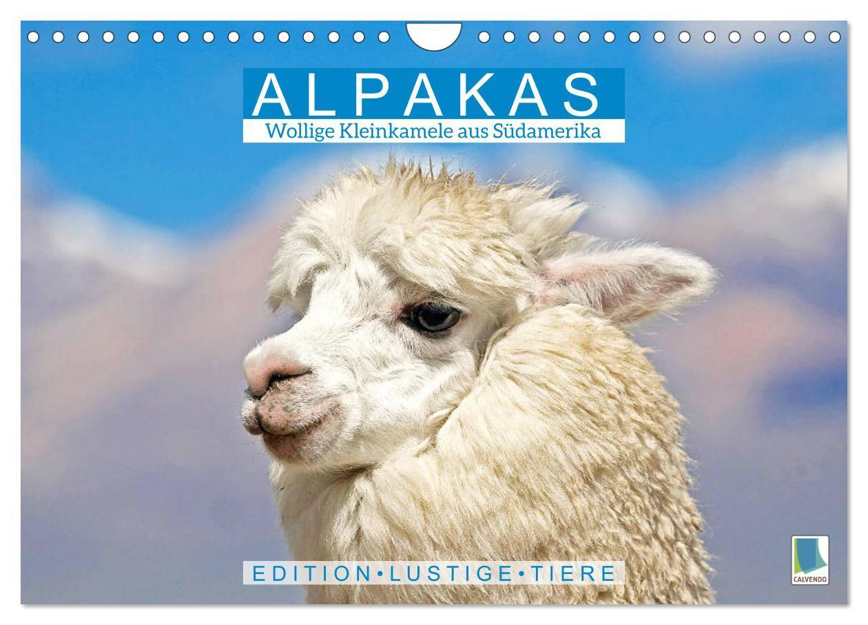 Cover: 9783435142408 | Alpakas: Wollige Kleinkamele aus Südamerika - Edition lustige Tiere...