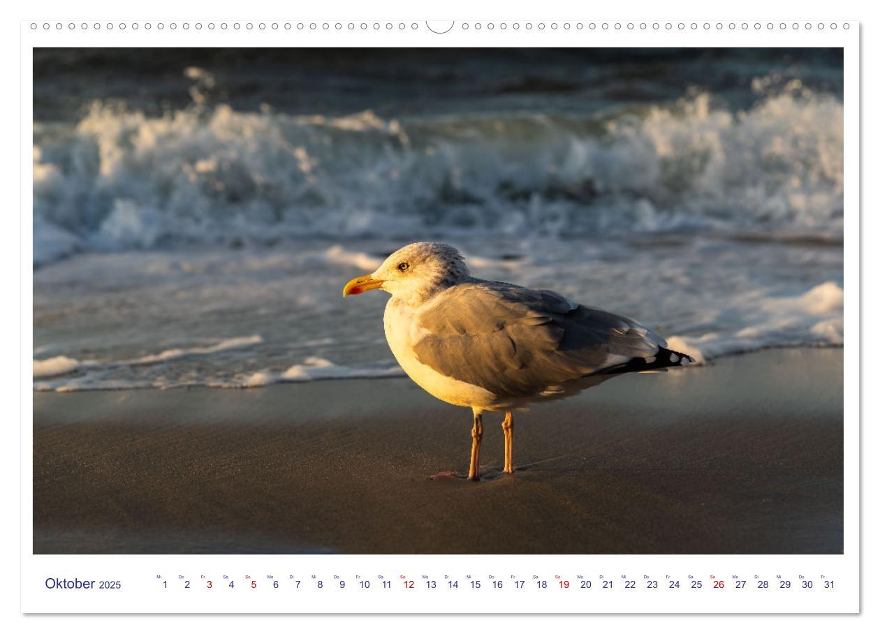 Bild: 9783383824296 | Farbzauber der Ostsee (Wandkalender 2025 DIN A2 quer), CALVENDO...