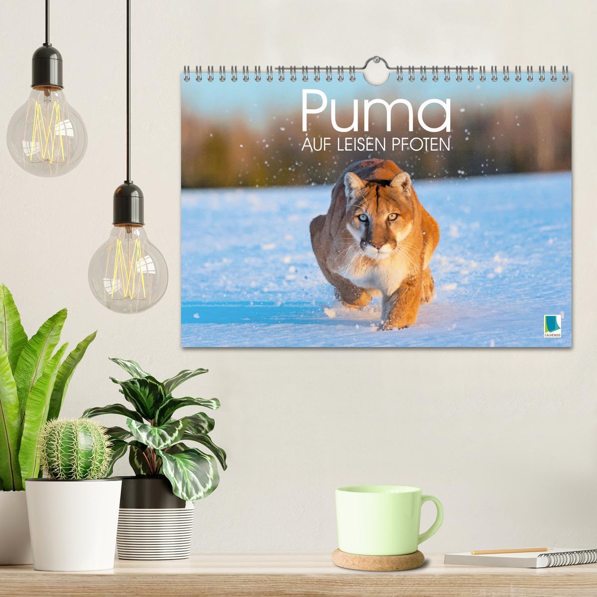 Bild: 9783383778032 | Puma: Auf leisen Pfoten (Wandkalender 2025 DIN A4 quer), CALVENDO...