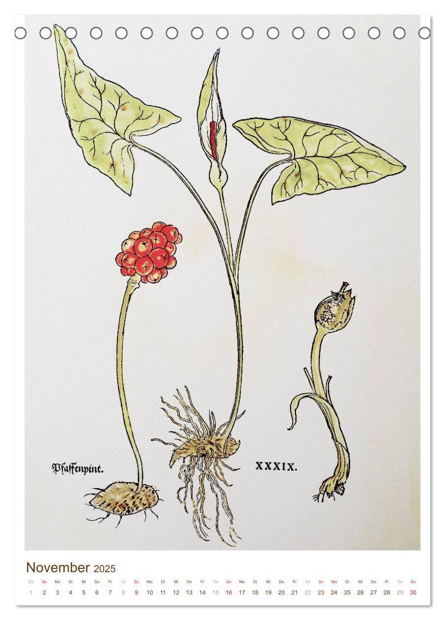 Bild: 9783457045725 | Heilkräuter: Historische Zeichnungen und Stiche (Tischkalender 2025...