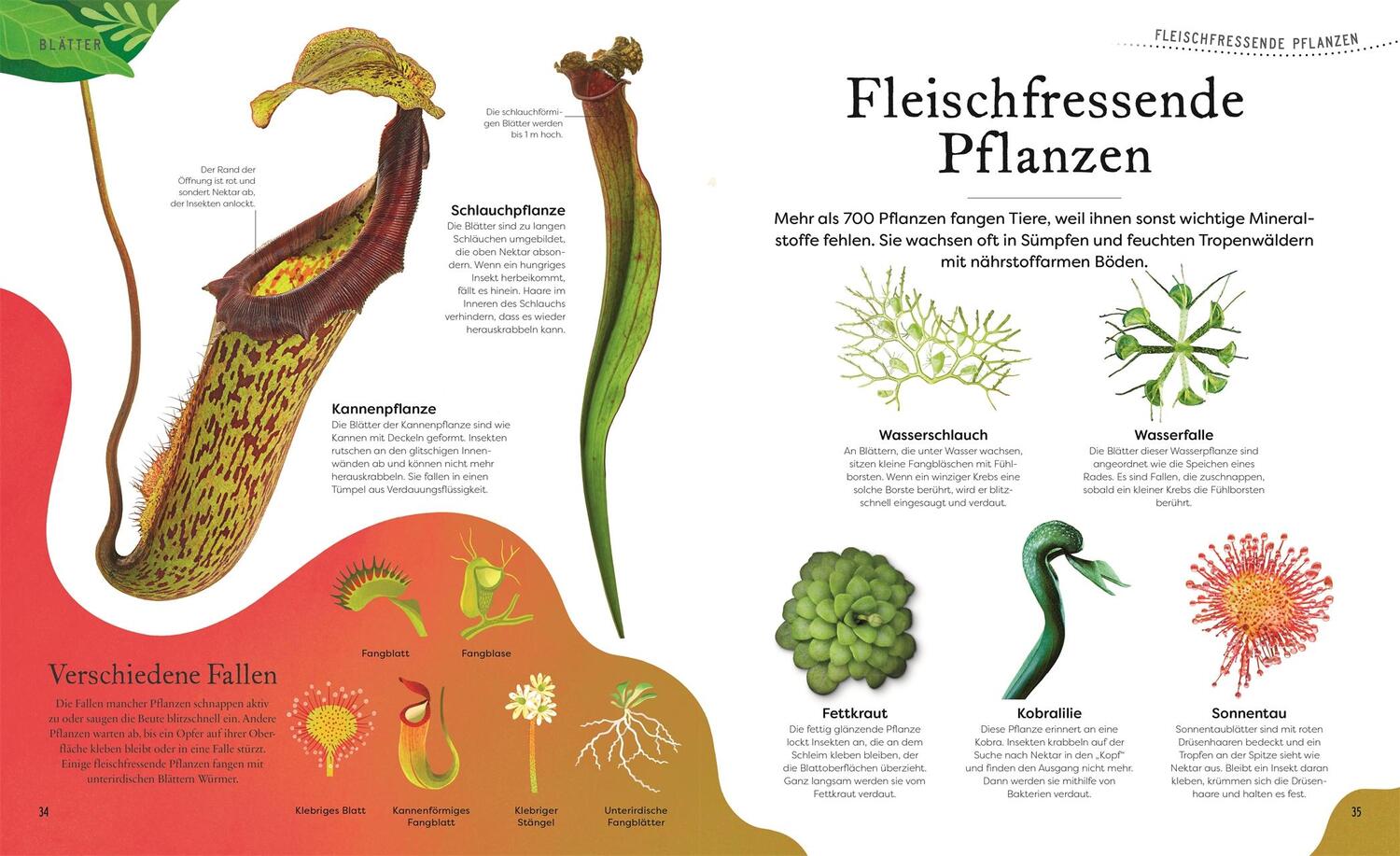 Bild: 9783831046959 | Große und kleine Schätze der Natur. Pflanzen | Ben Hoare | Buch | 2023