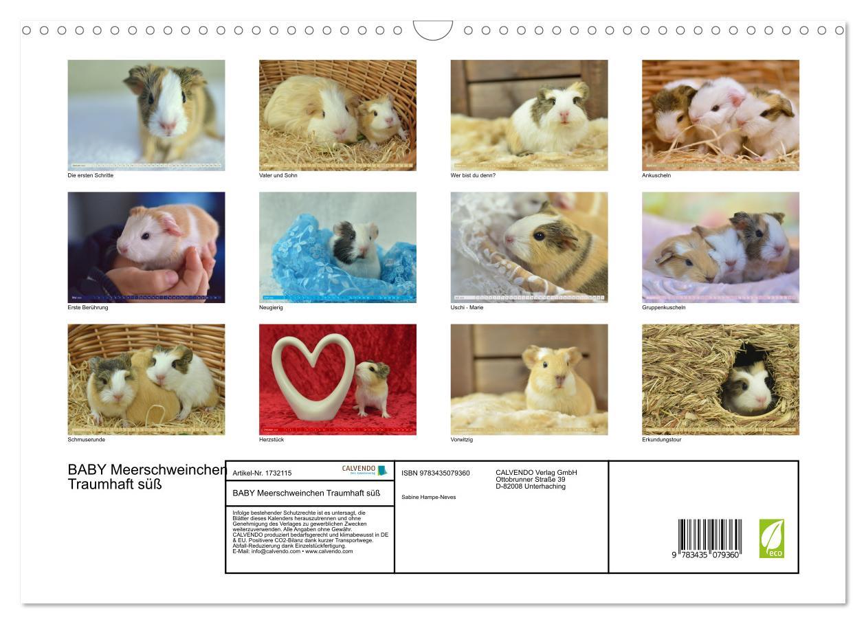 Bild: 9783435079360 | BABY Meerschweinchen Traumhaft süß (Wandkalender 2025 DIN A3 quer),...