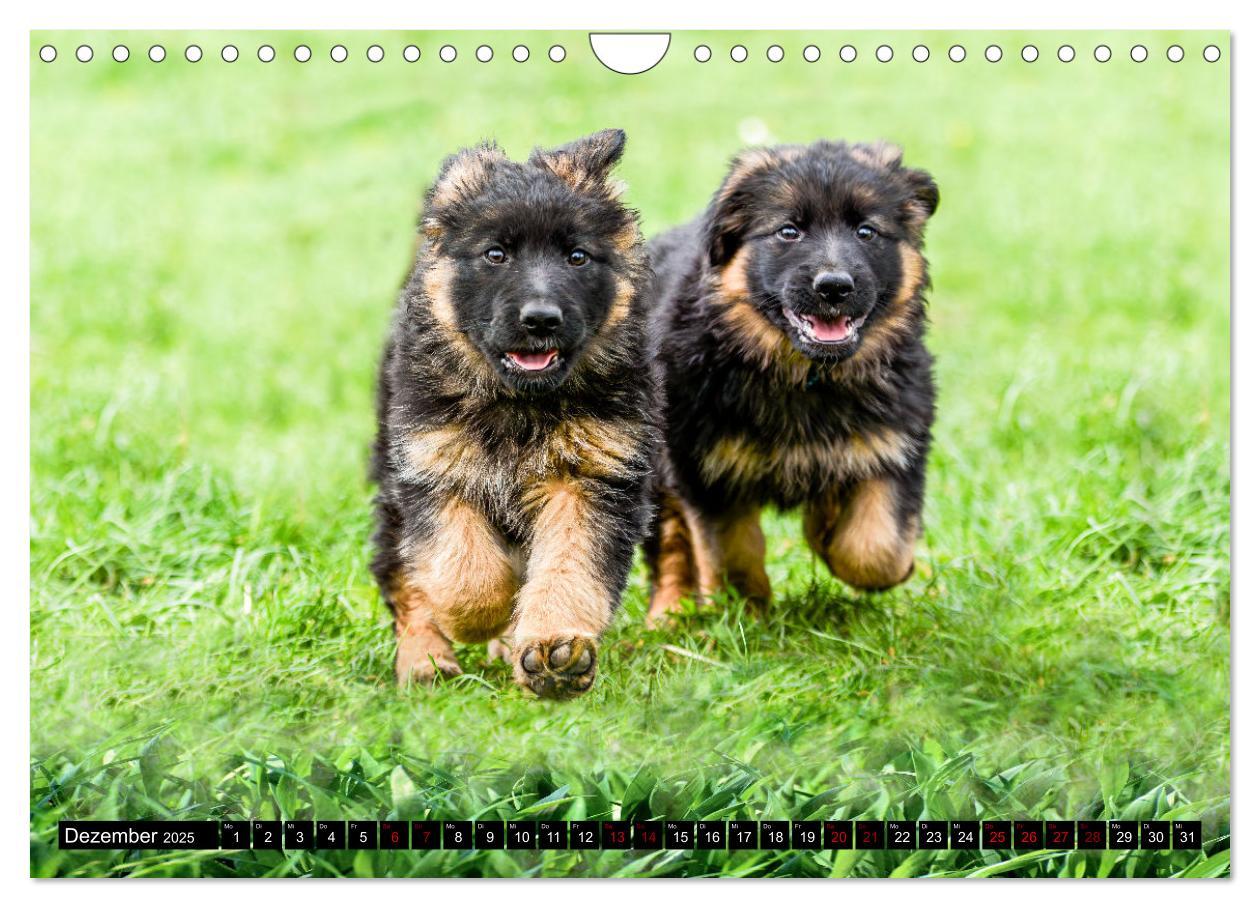 Bild: 9783383860904 | Langstockhaar - Schäferhund - Babys (Wandkalender 2025 DIN A4...