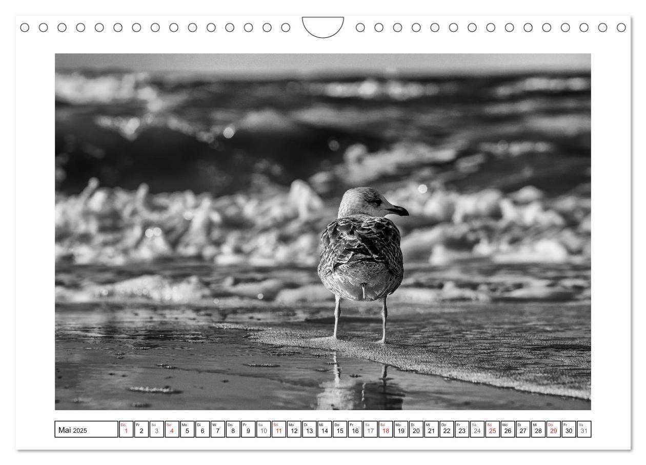 Bild: 9783435651337 | Am Strand von St. Peter-Ording SCHWARZ-WEISS (Wandkalender 2025 DIN...