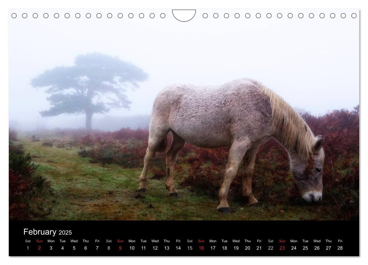 Bild: 9781325951833 | New Forest Hampshire (Wall Calendar 2025 DIN A4 landscape),...