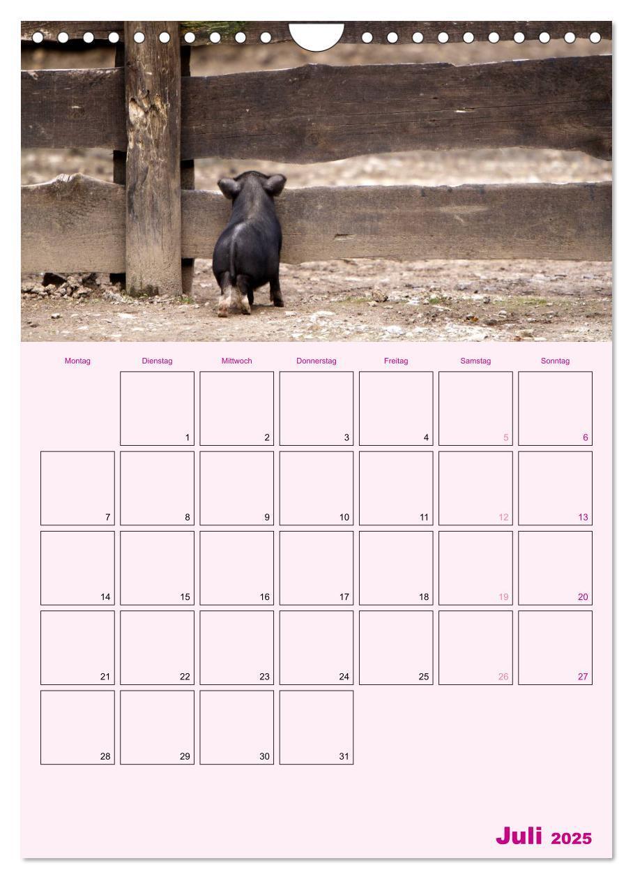 Bild: 9783457077214 | Schweinischer Terminplaner (Wandkalender 2025 DIN A4 hoch),...